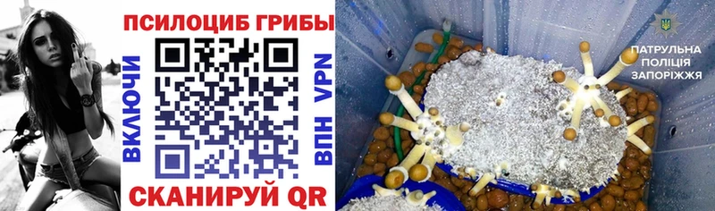 Галлюциногенные грибы Psilocybine cubensis  Гаврилов Посад 